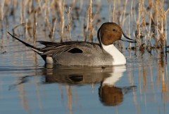 Northern Pintail