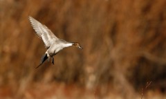 Northern Pintail