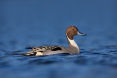 Northern Pintail