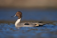 Northern Pintail