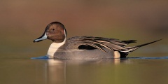 Northern Pintail