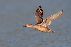 Northern Pintail