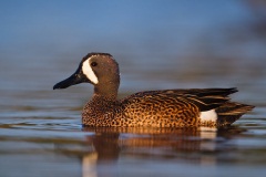 Blue-winged Teal