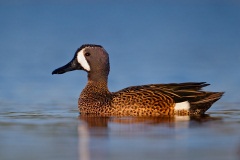 Blue-winged Teal