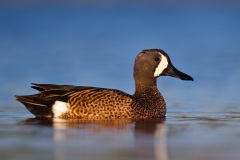 Blue-winged Teal