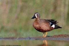 Blue-winged Teal