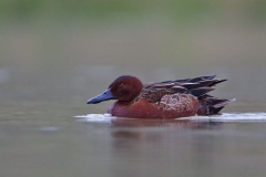 Cinnamon Teal