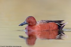 Cinnamon Teal