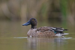 Northern Shoveler