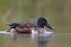 Northern Shoveler