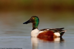 Northern Shoveler