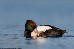 Red-crested Pochard X Tufted Duck
