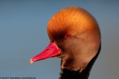 Red-crested Pochard