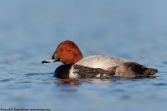 Common Pochard