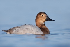 Canvasback