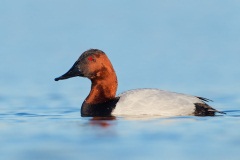 Canvasback