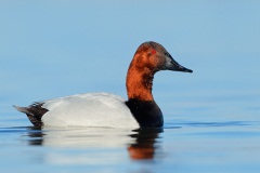 Canvasback