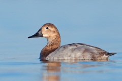 Canvasback