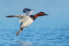 Canvasback