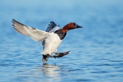 Canvasback