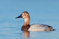 Canvasback