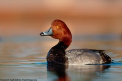 Redhead