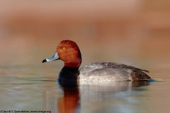 Redhead