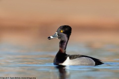 Ring-necked Duck