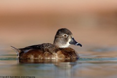 Ring-necked Duck