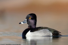 Ring-necked Duck