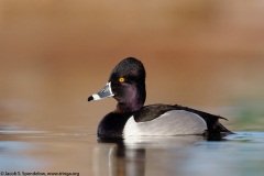 Ring-necked Duck