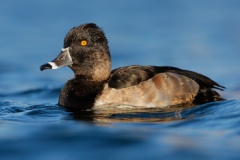 Ring-necked Duck