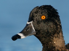 Ring-necked Duck