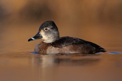 Ring-necked Duck