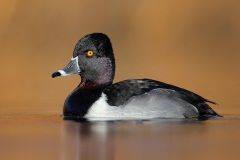 Ring-necked Duck