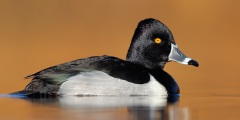 Ring-necked Duck