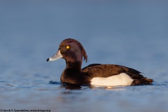 Tufted Duck