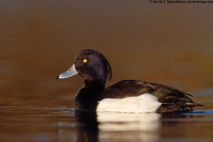 Tufted Duck