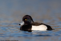 Tufted Duck