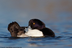 Tufted Duck