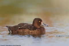 Tufted Duck