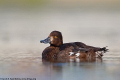 Tufted Duck