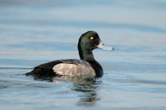 Greater Scaup