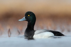 Greater Scaup