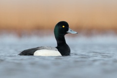 Greater Scaup