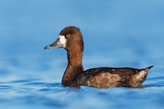 Lesser Scaup
