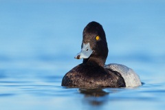 Lesser Scaup