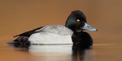 Lesser Scaup