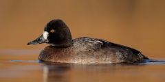 Lesser Scaup