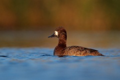 Lesser Scaup